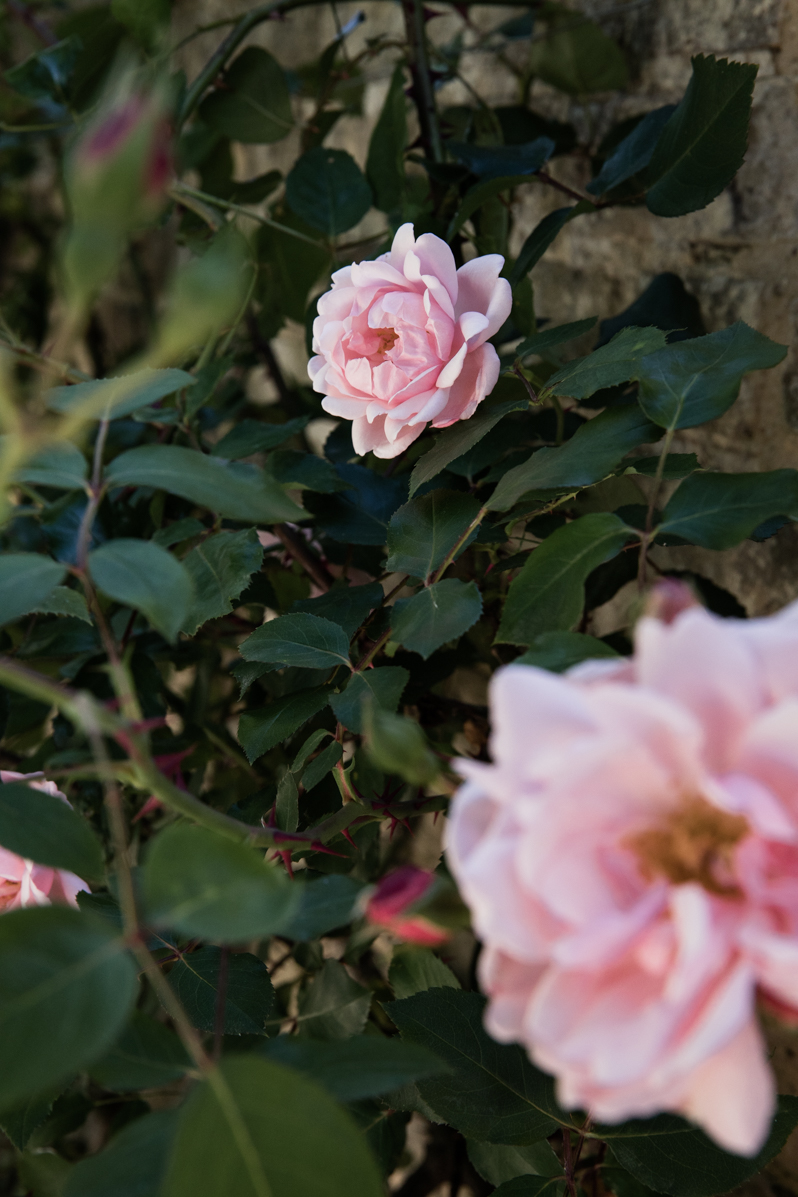 Caren Barry | Magical British Walled Gardens - Chippenham Park